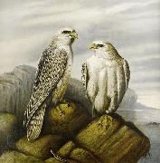 Joseph Wolf Gyr falcons on a rocky ledge Sweden oil painting artist
